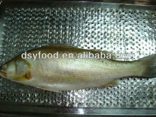 iqf frozen seabass whole fish