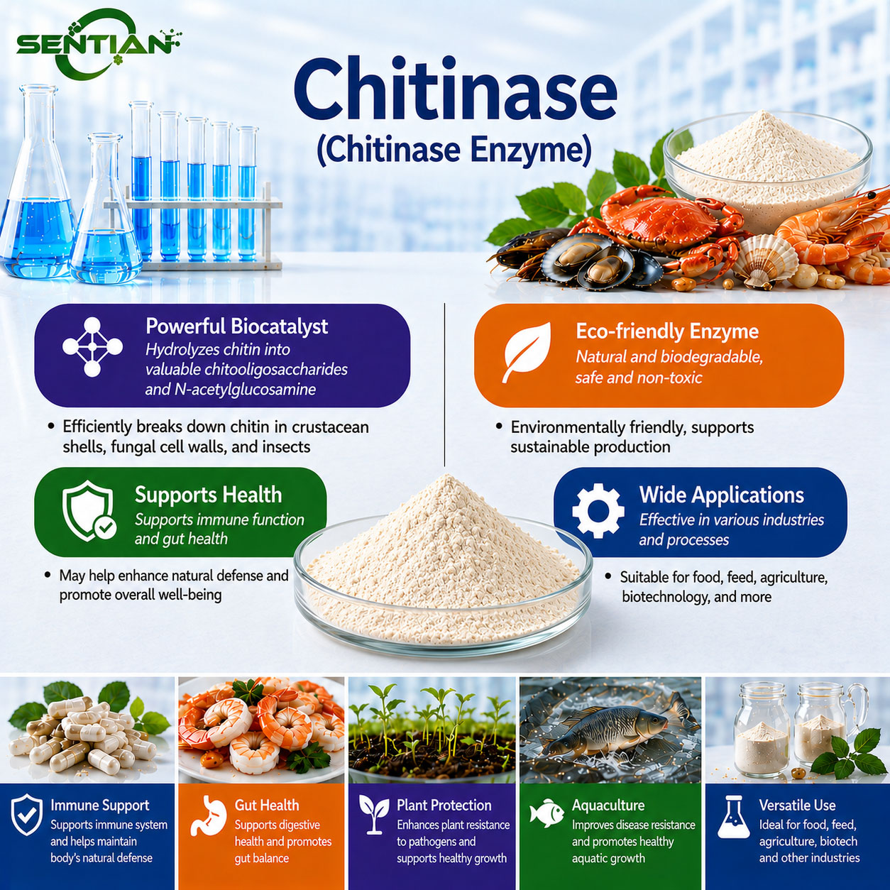 chitinase chitinase