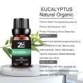 Mafuta ya Eucalyptus Mafuta muhimu kwa aromatherapy