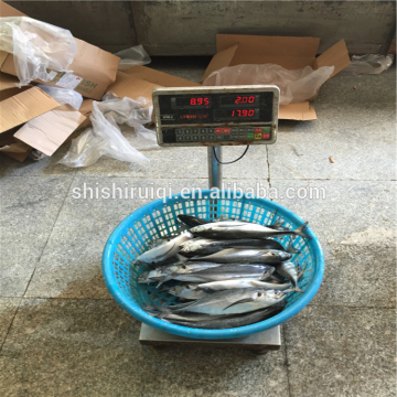 Frozen horse mackerel fish whole horse mackerel hardtail scad