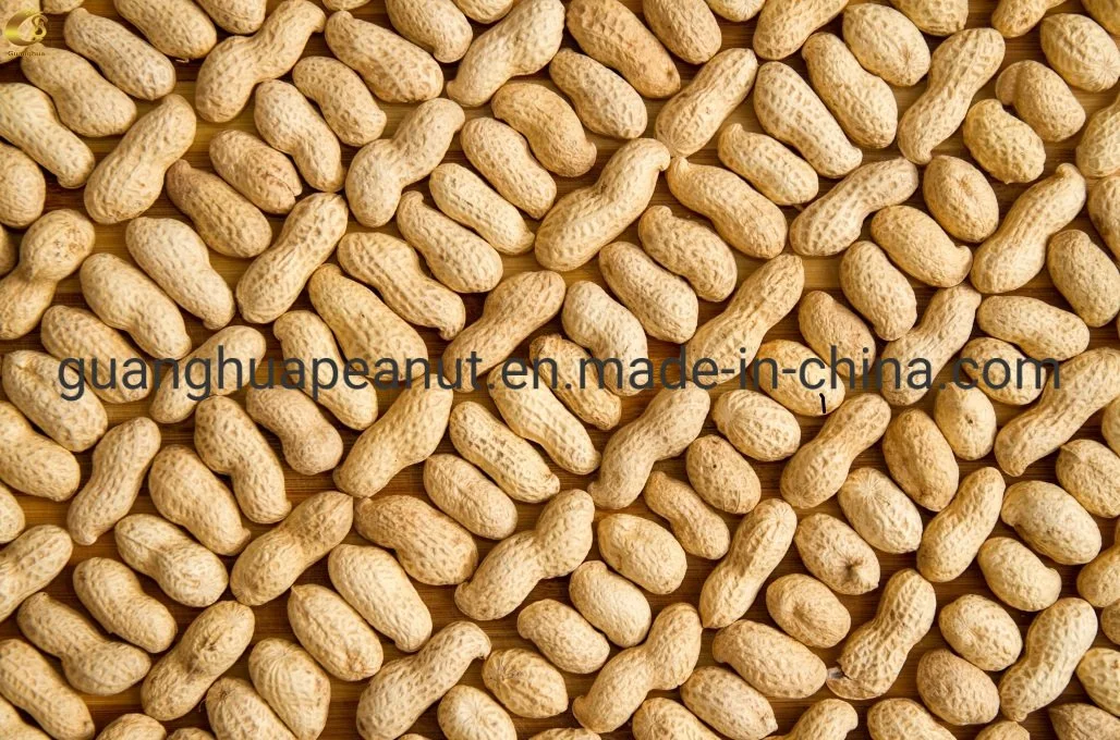 Bulk Price Peanut in Shell for Export New Crop