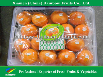 Fresh mandarin orange navel orange