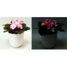 AFRICAN VIOLET IN POT WITH LED LIGHTS