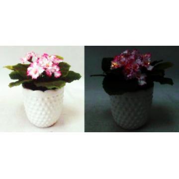 AFRICAN VIOLET IN POT WITH LED LIGHTS