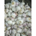 health benefits of fresh garlic