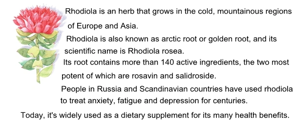 Rhodiola Rosea Extract Powder Salidroside