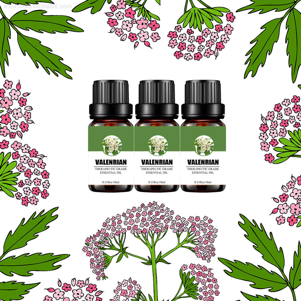 100% pure Natural valerian essential oil