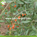 공장 공급 과일 건강한 No Suger Goji Berry