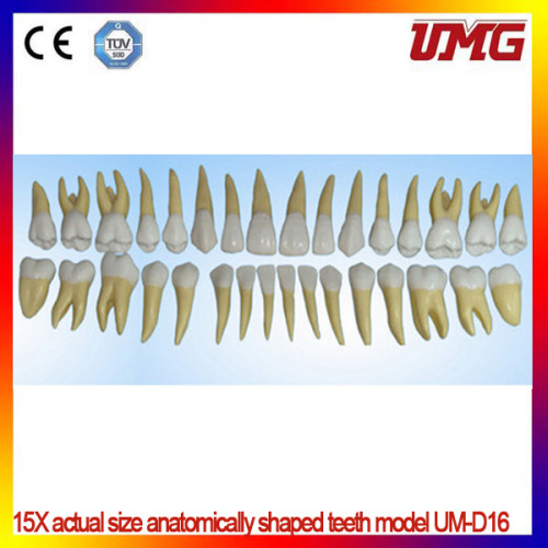 15X Actual Size Anatomically Shaped Teeth Model