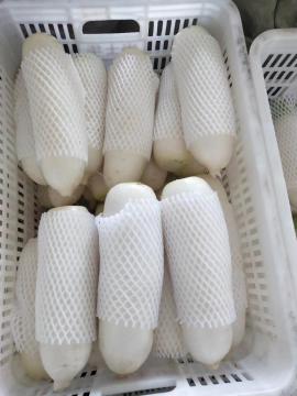 Good Quality New Crop Fresh White Radish