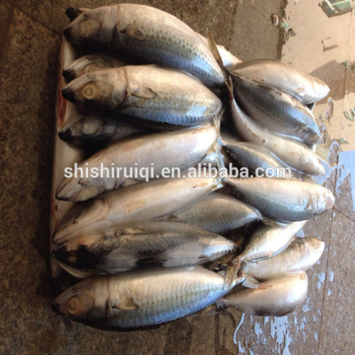 Seafood mackerel fish mackerel(Scomber japonicus) fish from mackerel factory