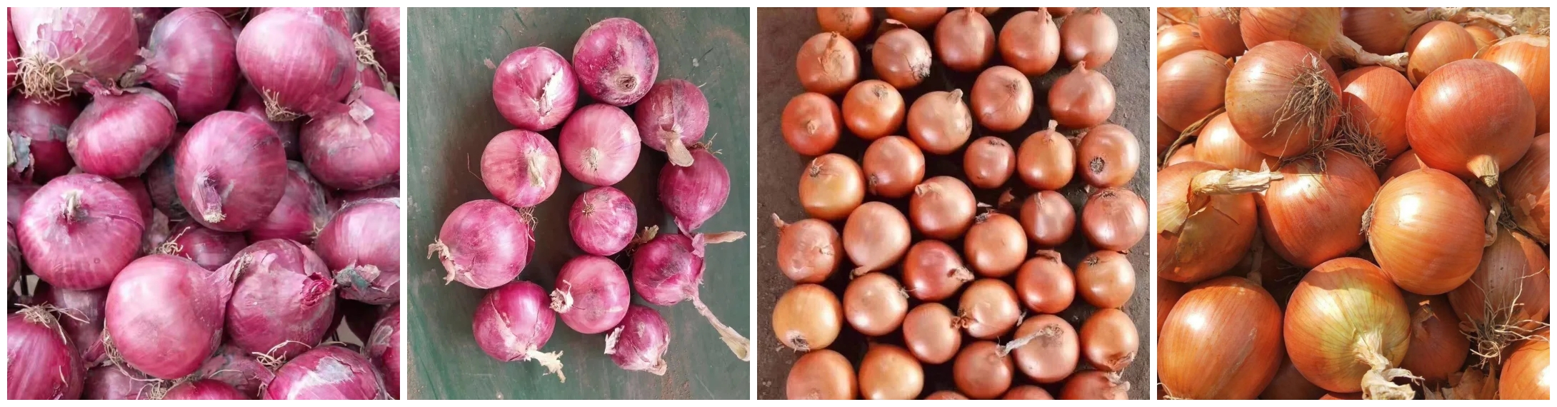 Onion1 Onion1