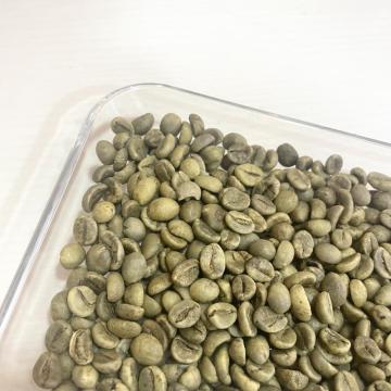 Vietnam robusta judías verdes