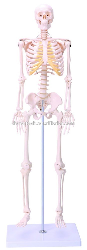 85cm human skeleton model