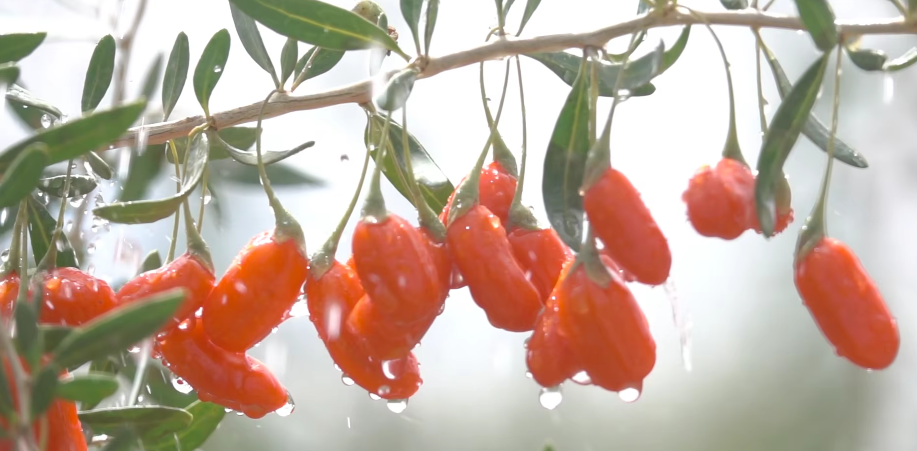 Kırmızı Kurt Meyveleri Red Wolfberries