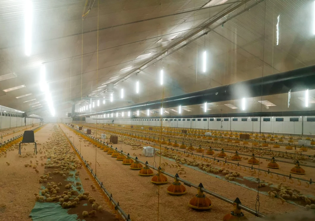 IP67 Corrosion Free Dimmable T12 LED Tube Designed for Livestock Farming