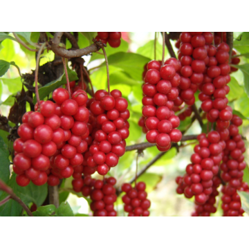 Schisandra Chinensis PE 0,5% HPLC