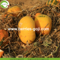 Supply Bulk Nutrition Fruits secs Grains de citrouille