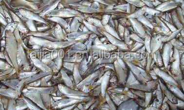 2020 Good Quality New Fish meal