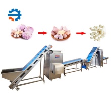 Automatic Garlic Processing Machine - 300 kg/h Garlic Peeler & Powder Line