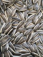 sunflower seeds 363 sunflower seeds 363
