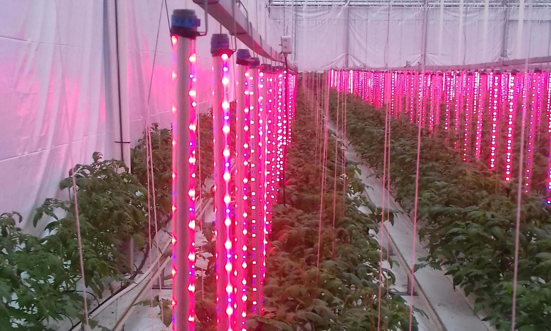 Customized full spectrum 0-10v dimming Grow light led T8