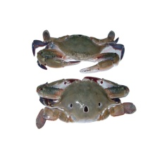 seafood cut frozen ghost crab fat Frozen Crab raw material block in stock