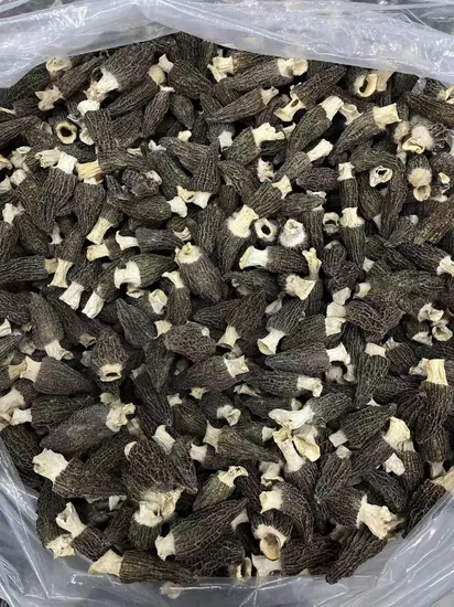 kuzugöbeği morel