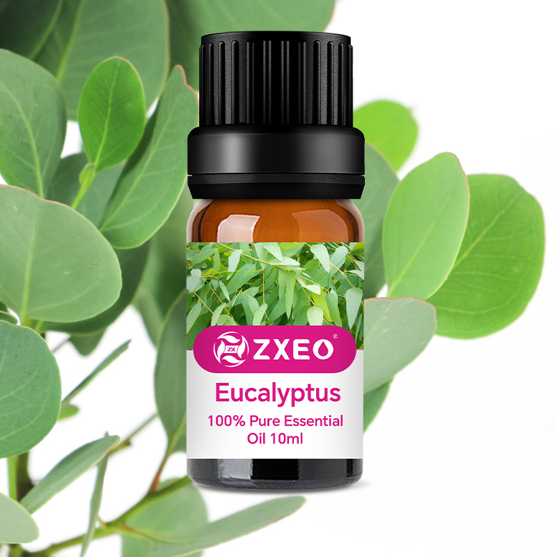 Olej z Pure Eucalyptus oleju premium Naturalny eukaliptus globulus olej do aromaterapii olej do masażu