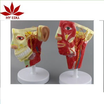 3D Human Anatomy Model: Head and Neck