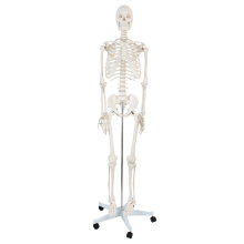 170cm Life-Size Anatomical Human Skeleton Model for Educational Use