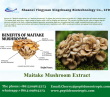 Best Maitake Mushroom Extract Powder 10:1