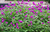 Gomphrena globosa flower seeds for growing