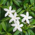 pure Jasmine essential oil for Perfume Candle Making