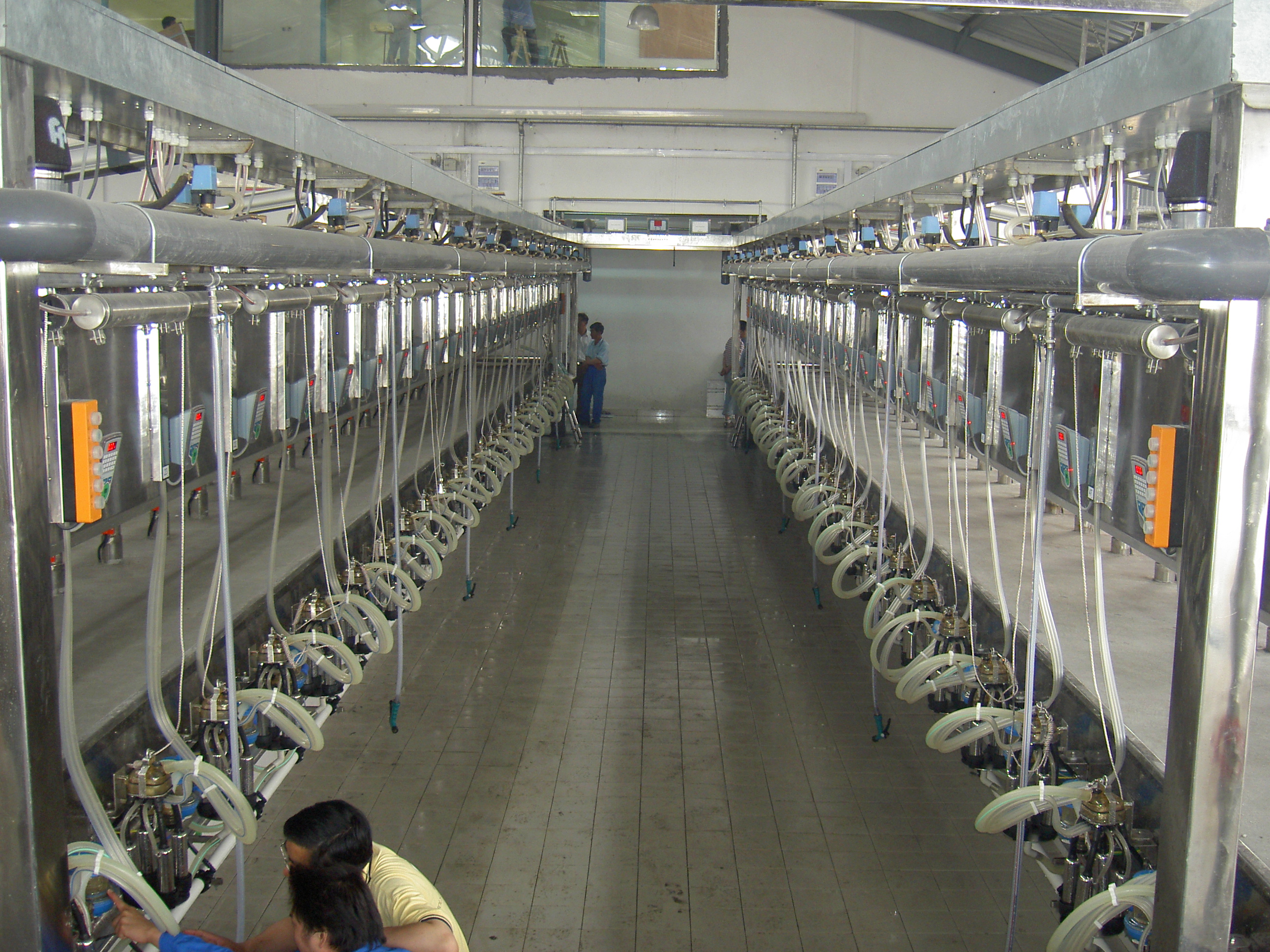 milking parlor