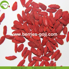 Wholesale Super Food Dried Wolfberry Fruit