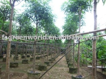 Mangifera indica outdoor plants