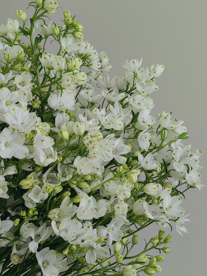 الدلفينيوم الأبيض الصغير White Little Delphinium