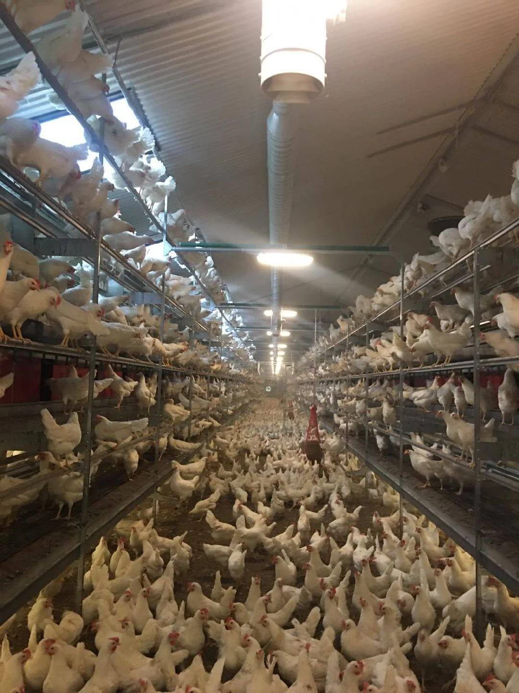 Leading Edge/Trailing Edge Dimming Indoor Dimmer for Egg Hen