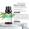 100% minyak esensial Eucalyptus alami murni untuk pijat