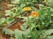 Dripping Irrigation System