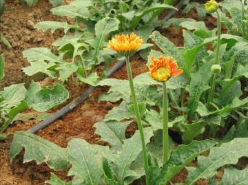 Dripping Irrigation System