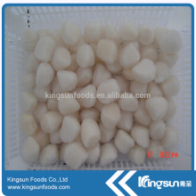 Fresh Material Frozen Bay Scallops