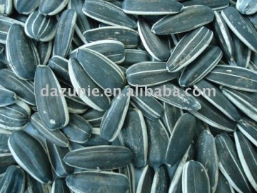 Sunflower Seeds in Shell