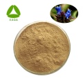 Arachnoid Cyanotis Root Extract Pulver Beta Ecdysone 40%