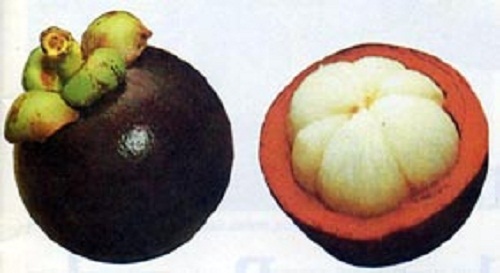 Mangosteen