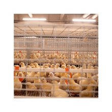 Automatic Pullet Baby Chicks Cage for High Quality Poultry Farming Equipment