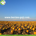 Factory Supply Hot Sale GWS Pumpkin Kernels