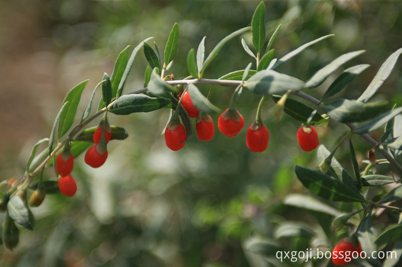 goji powder