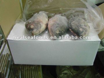 Frozen Tilapia Fish